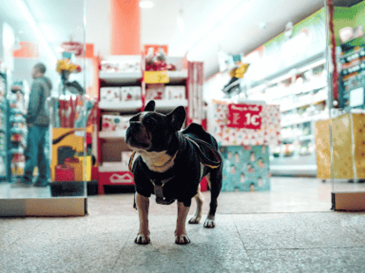 Transformasi Digital Petshop dengan Aplikasi Petshop Online